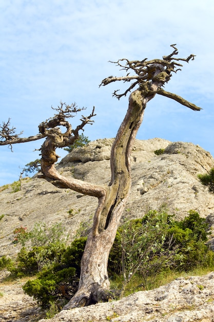 Verdorde jeneverbesboom op hemelachtergrond (reservaat "Novyj Svit", Krim, Oekraïne).