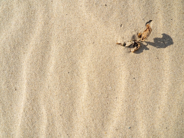 Verdorde plant op het strand