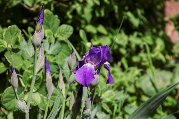 Verdorde violette bloem op een steel