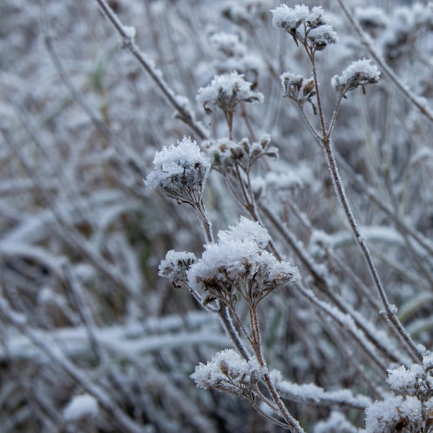 Verdorde wilde planten bedekt met witte sneeuw