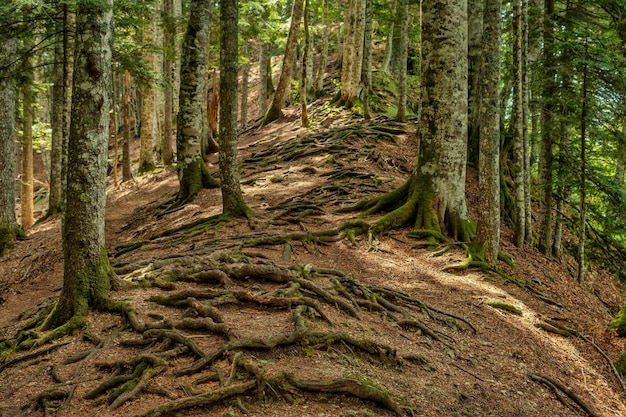 Verdraaide wortels van bomen in bergbos