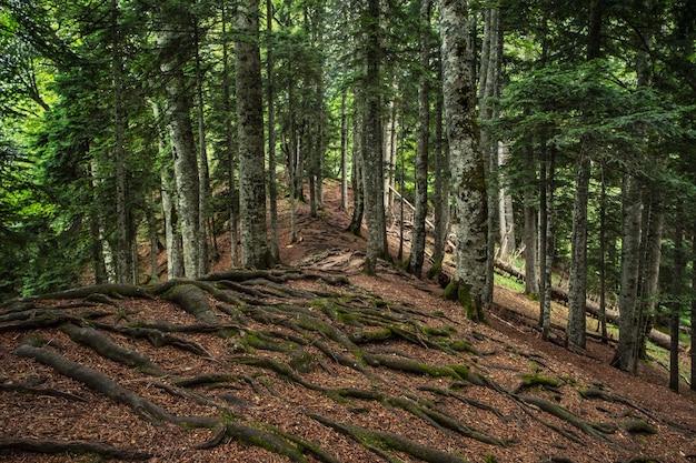 Verdraaide wortels van bomen in bergbos