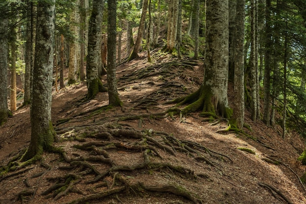 Verdraaide wortels van bomen in bergbos