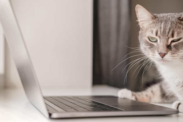Verdrietige kat met een pijnlijk oog zoekt een dierenkliniek met behulp van een laptop en internet