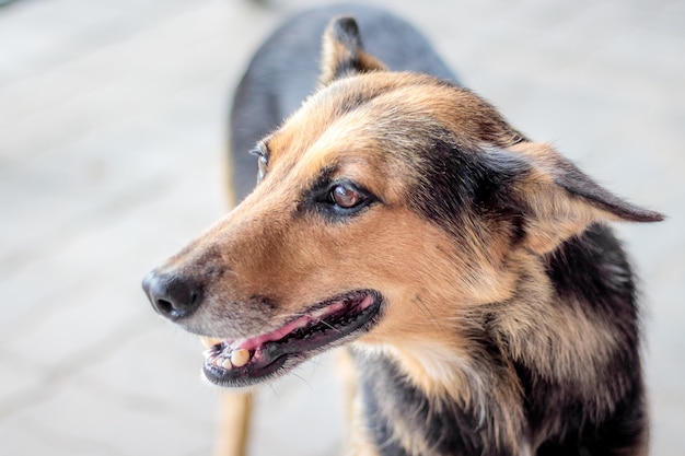 Verdwaalde hond die een meester, portretclose-up zoekt