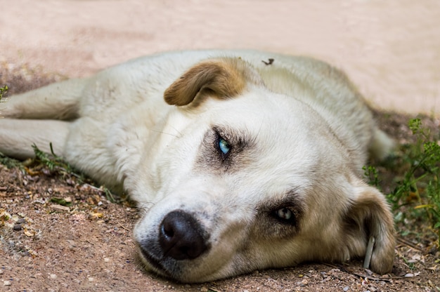 Verdwaalde hond met blauwe ogen die op de grond in een park liggen