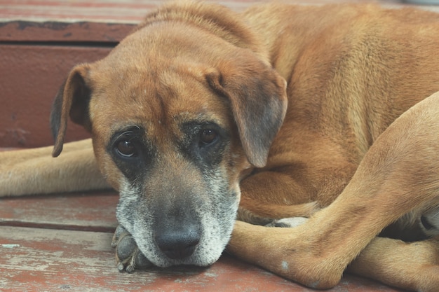 Verdwaalde hond met zeer droevige slimme ogen. verdrietig