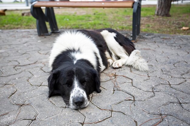 Verdwaalde hond. Verlaten, verlaten, alleen hond buiten.