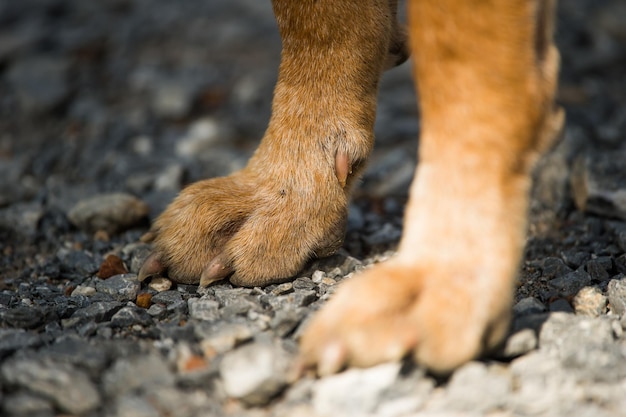 verdwaalde hond voet close-up.