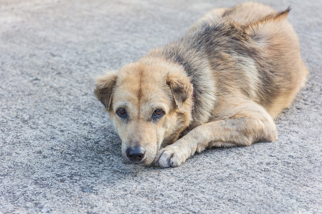 Verdwaalde honden die op straat slapen