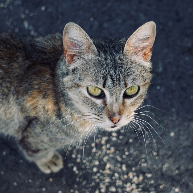 verdwaalde kat portret in de straat in de natuur