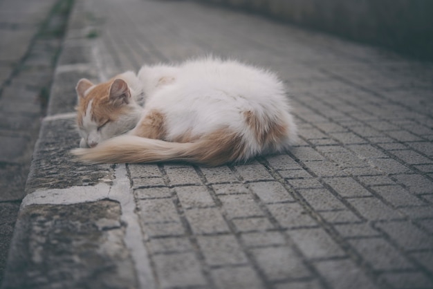 Verdwaalde kattenslaap in de straat