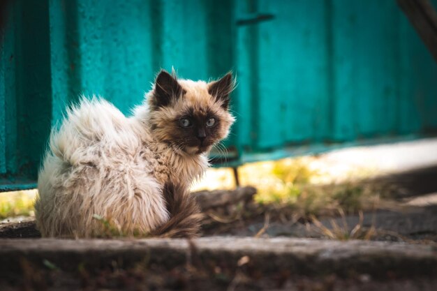 Verdwaalde kitten in sterke wind op straat Leuke dakloze dieren concept achtergrondfoto