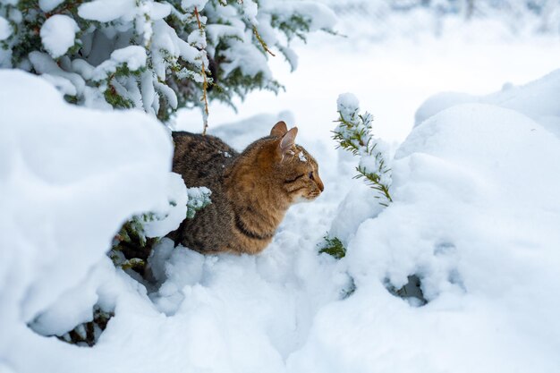 Verdwaalde volwassen kat zit in het bos bedekt met sneeuw