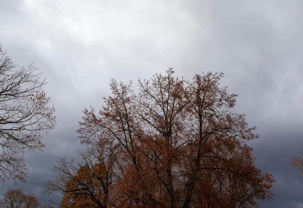 Vergeeld esdoornblad aan bomen in het herfstseizoen