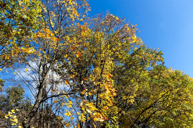 Vergeeld esdoornblad aan bomen in het herfstseizoen