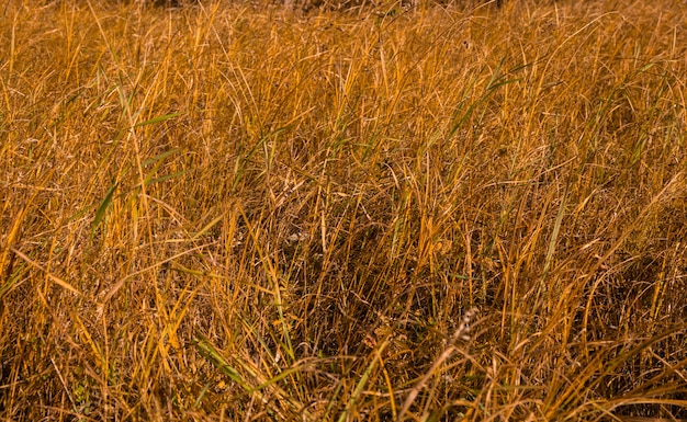 vergeeld gras in de herfstweide