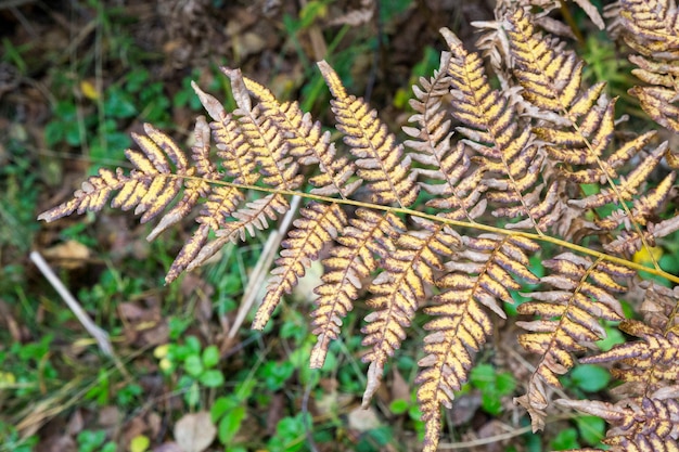 Vergeeld varenblad op een onscherpe achtergrond. Droog varenblad in het bos. Herfst tropische achtergrond. Ruimte kopiëren