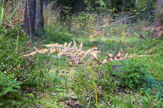 Vergeeld varenblad op een onscherpe achtergrond. Droog varenblad in het bos. Herfst tropische achtergrond. Ruimte kopiëren