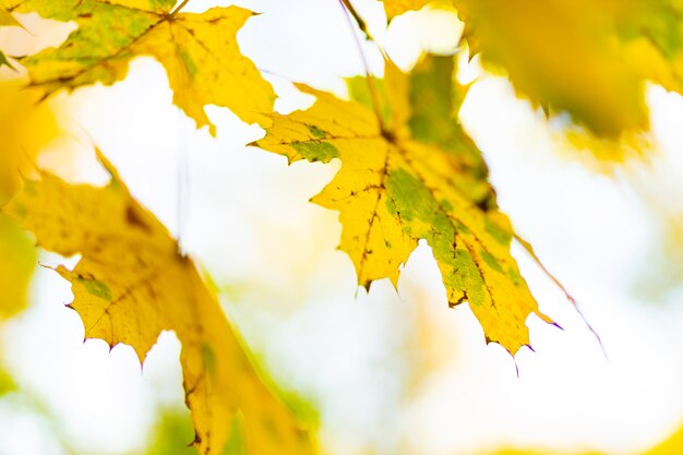 Vergeelde bladeren in het herfstpark. Mooie esdoornbladeren in het herfstseizoen. Herfst concept. Ruimte kopiëren