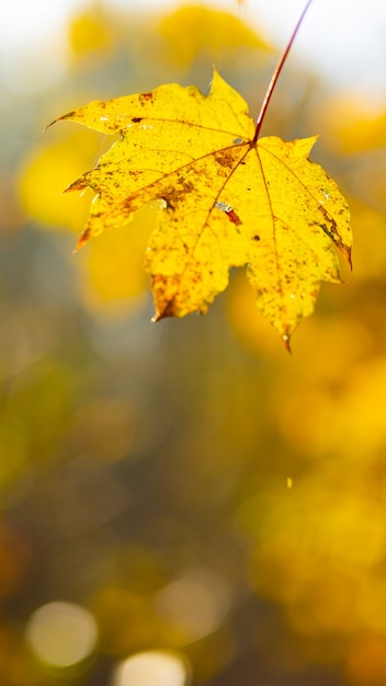 Vergeelde bladeren in het herfstpark. Mooie esdoornbladeren in het herfstseizoen. Herfst concept. Ruimte kopiëren