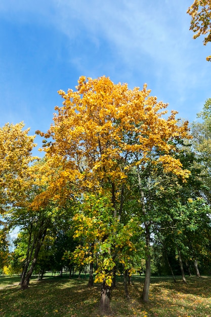 Vergeelde bladeren van bomen, inclusief esdoorn, in de herfst van het jaar