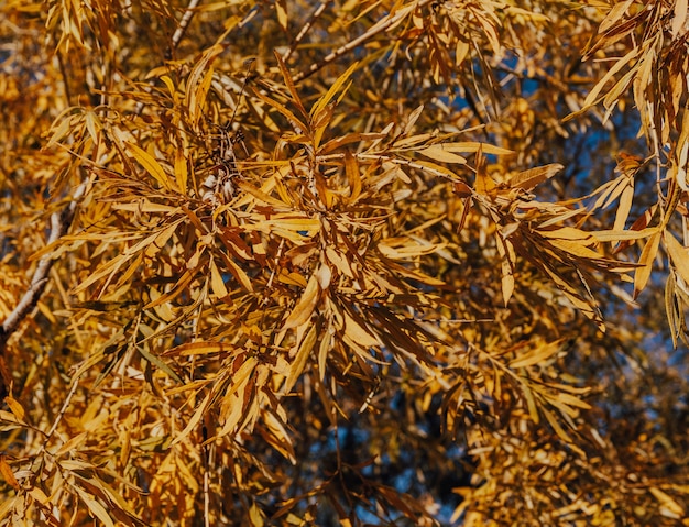 vergeelde struikbladeren in de herfst