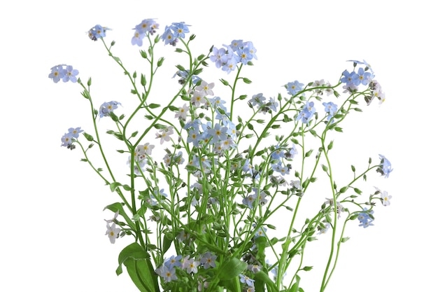 Vergeet de bloemen die geïsoleerd zijn op het wit.