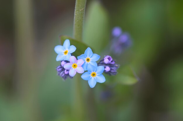 Vergeet me niet planten Kleine bloemen bloeien in de lentetuin