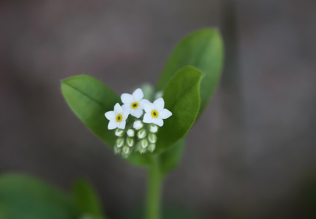 Vergeet me niet planten Kleine witte bloemen bloeien in de lentetuin