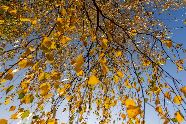 Vergelend berkenblad in oktober