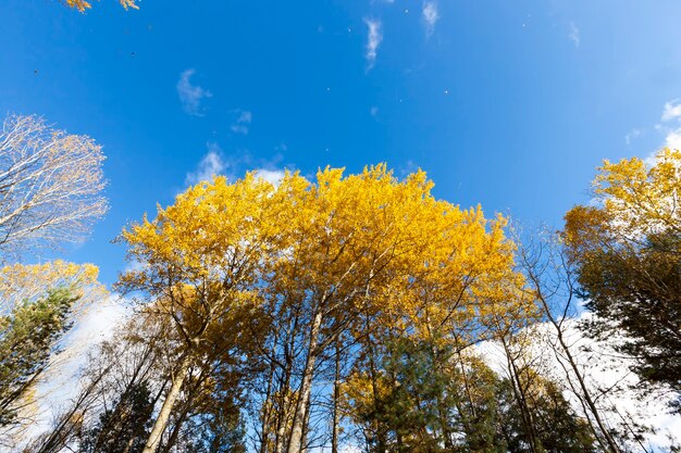 Vergelende bladeren in de herfst