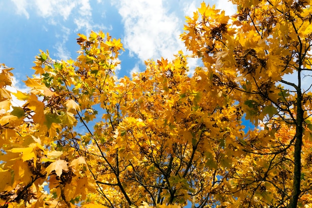 Vergelende bladeren op esdoorns in het herfstseizoen, blauwe lucht, close-up