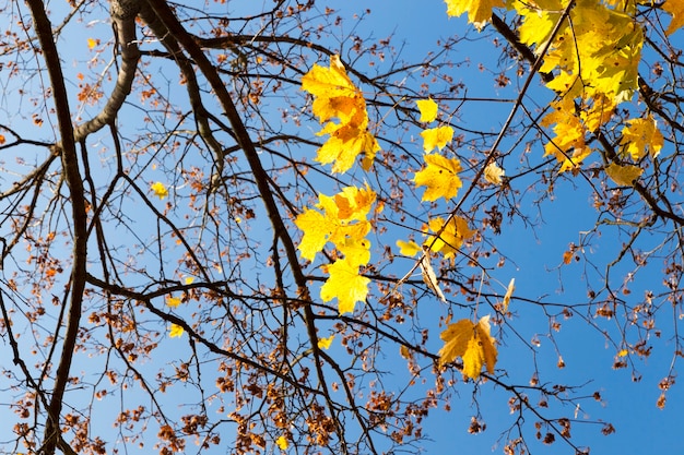 Vergeling van bladeren op esdoorns in de herfst. blauwe lucht op de achtergrond. foto genomen close-up.