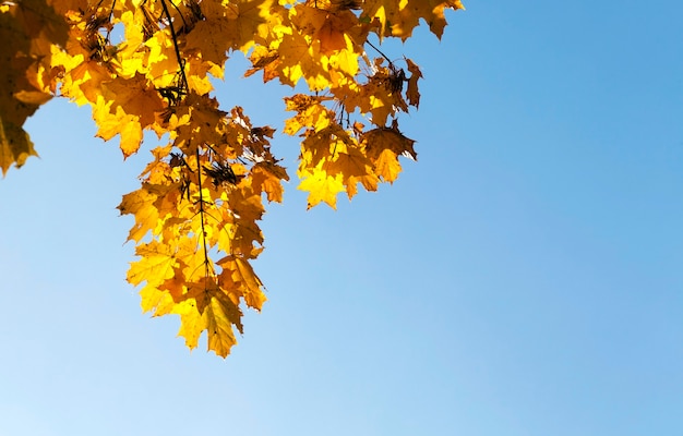 vergeling van bladeren op esdoorns in de herfst. Blauwe lucht op de achtergrond.