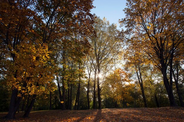 Vergeling van bladeren op esdoorns in de herfst.