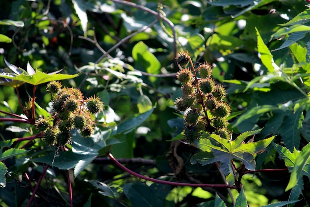 Vergrote weergave van de Ricinus-noten.