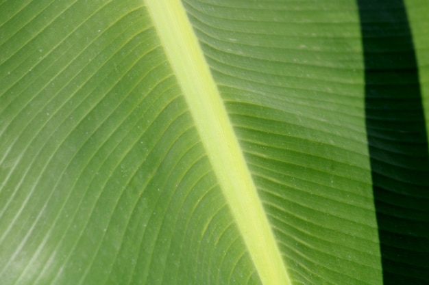 Vergrote weergave van het bananenblad.