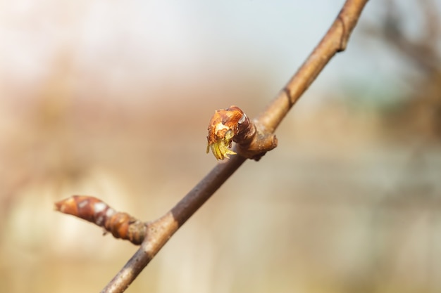 Vergrote weergave van jonge bladeren op onscherpe achtergrond met horizontale indeling van de zonblootstelling met kopie ruimte. Foto van een herlevende tot bloei komende natuur