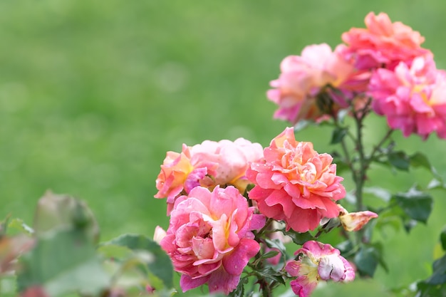 Foto vergrote weergave van struikrozen van delicate roze kleur.