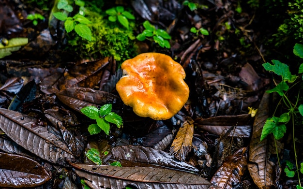 Vergrote weergave van wilde kleurrijke paddenstoelen tijdens het moessonseizoen in het bos in Nepal.