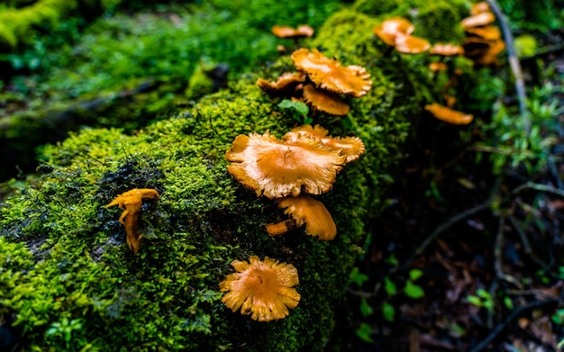 Vergrote weergave van wilde kleurrijke paddenstoelen tijdens het moessonseizoen in het bos in Nepal.