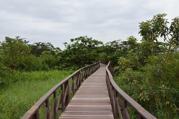 Verhoogd houten pad dat door een plantenpark Guayaquil . loopt