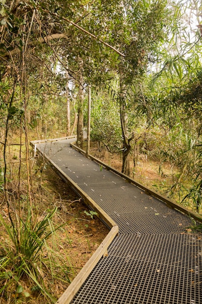 Foto verhoogde loopbrug door bos in nsw