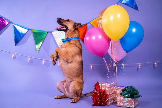 Verjaardag van de hond, ballonnen, vlaggen, taart. Feestelijke sfeer.