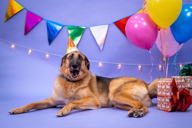 Verjaardag van de hond, ballonnen, vlaggen, taart. Feestelijke sfeer.