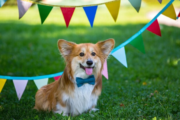 Verjaardag van mooie corgi pluizig op groen gazon en kleurrijke feestvlaggen op de achtergrond