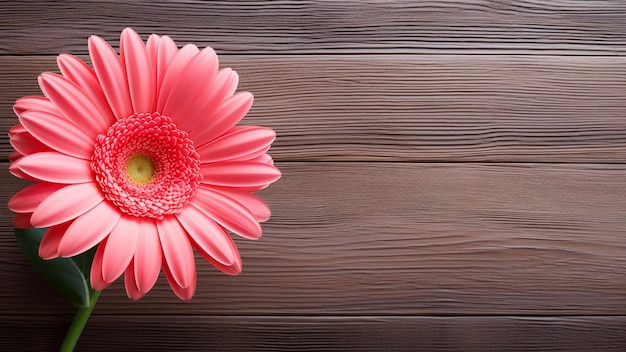 Verken de prachtige schoonheid van een Gerbera daisy Gerbera jamesonii bloem tegen een rustieke houten achtergrond Deze boeiende bloemfoto biedt voldoende kopieerruimte voor uw creatieve behoeften