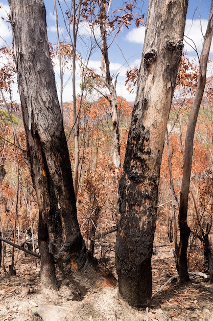 Verkoolde bomen in Blue Mountains, Australië
