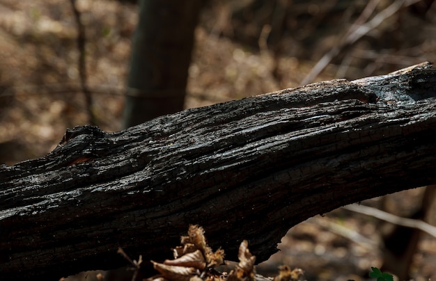 Verkoolde bomen na een bosbrand. natuurrampen.